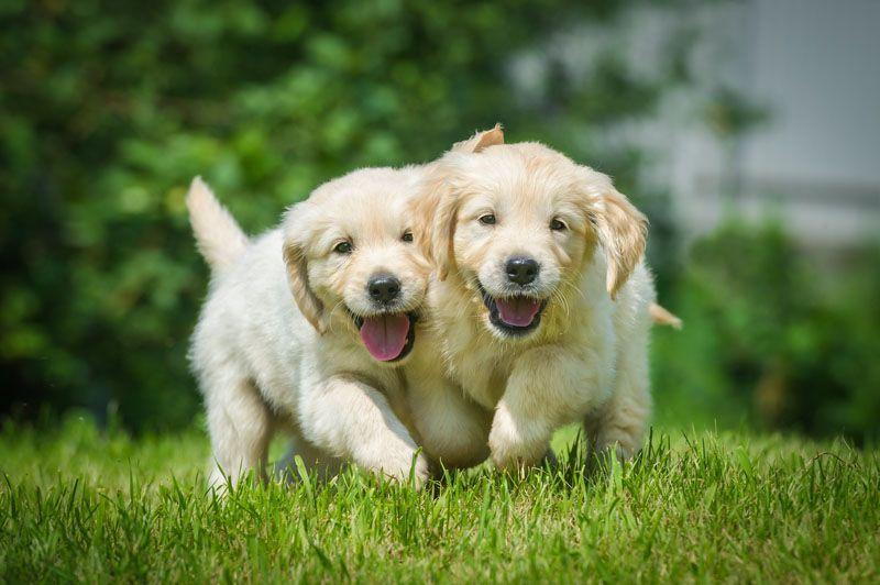 Two puppies