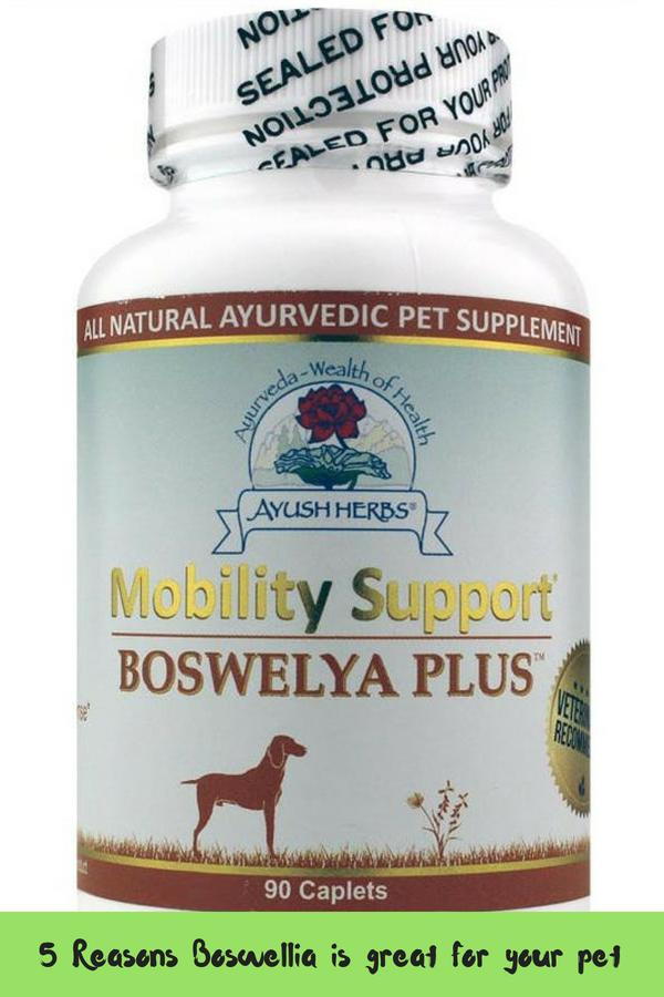 5 Reasons Boswellia Is Great For Your Pet