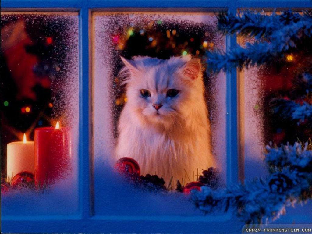 White Persian Looks Out a Frosted Window in front of a Holiday Scene