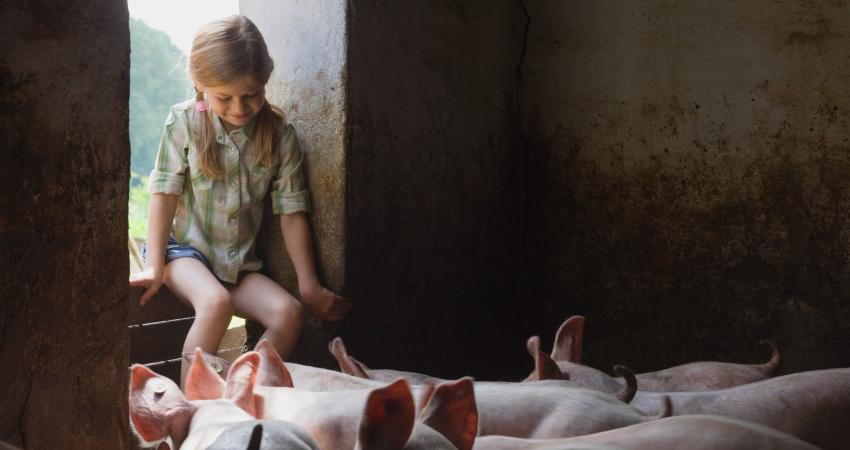 GIRL'S FEET INFESTED WITH PARASITIC SAND FLEAS AFTER RUNNING BAREFOOT  THROUGH PIGSTY