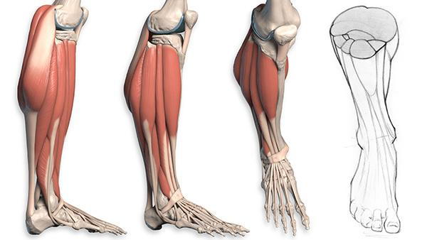 PODIATRIST DESCRIBES HOW LEG AND FOOT MUSCLES INTERACT
