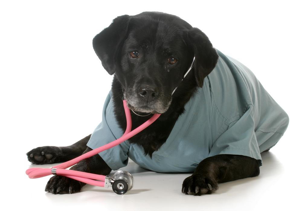 Looking for Senior Pet Care in Uniontown, OH?