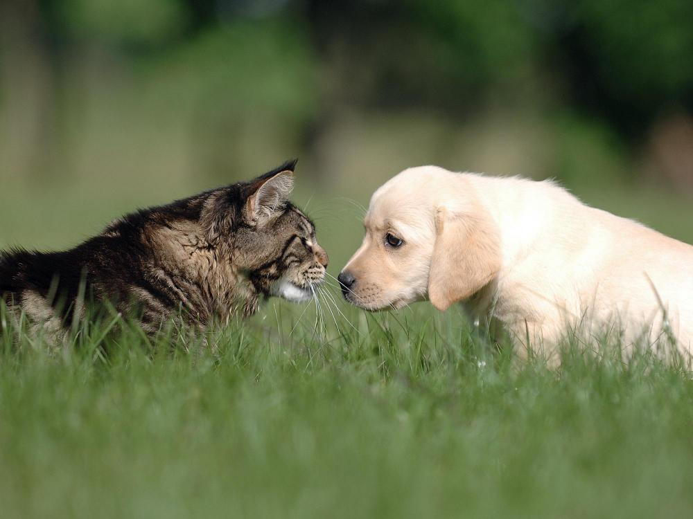 puppy staring at a kitten