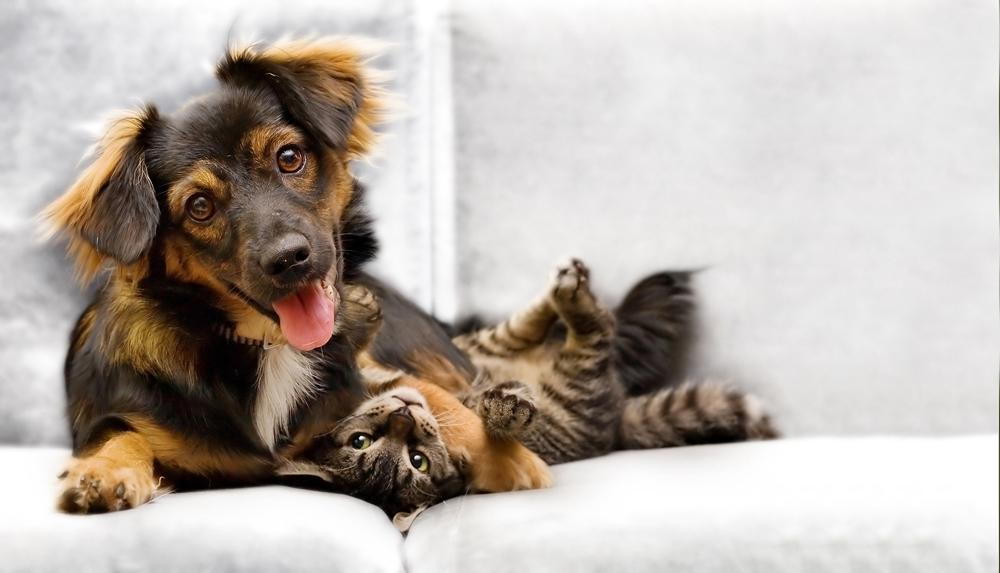 Pictures Of Cats And Dogs Together