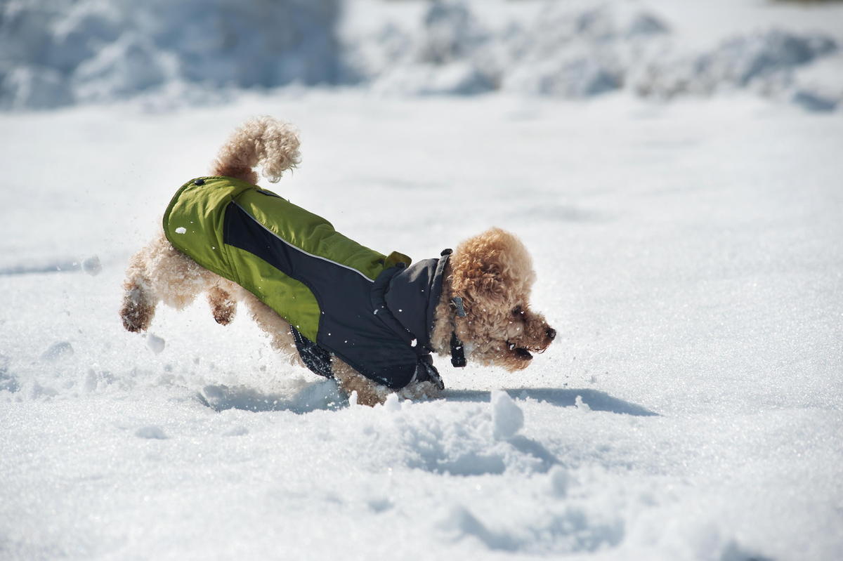 poodle with jacket running through snow with proper cold weather precaution