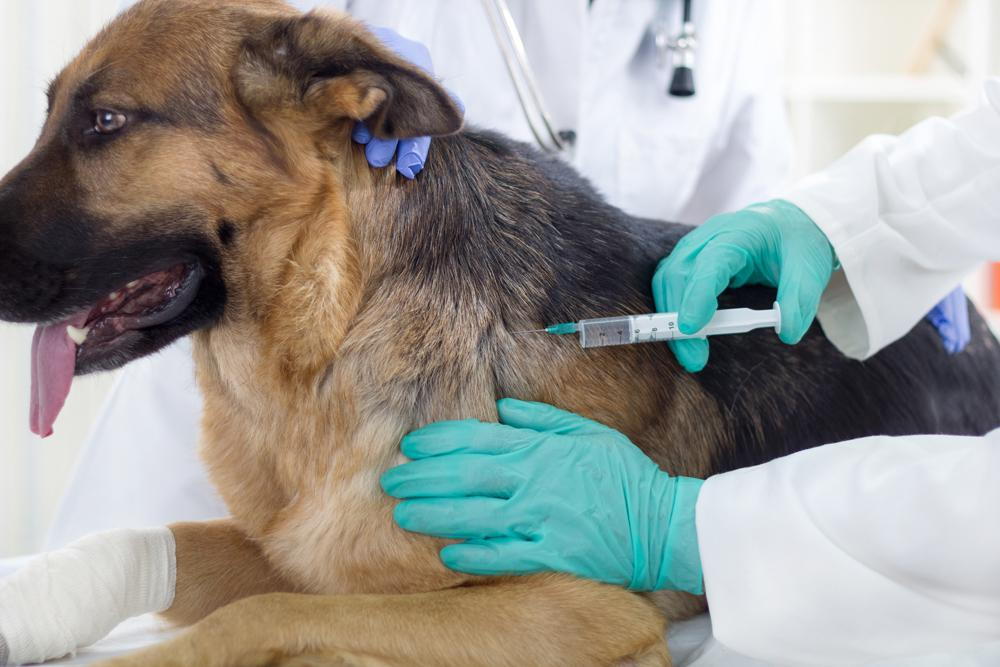 dog being vaccinated by his veterinarian in clifton, NJ