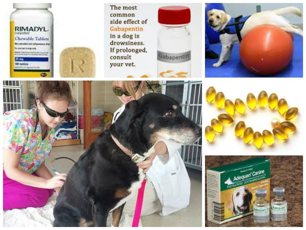 Adequan For Dogs Arthritis Injection What To Expect Alpha Dog Nutrition