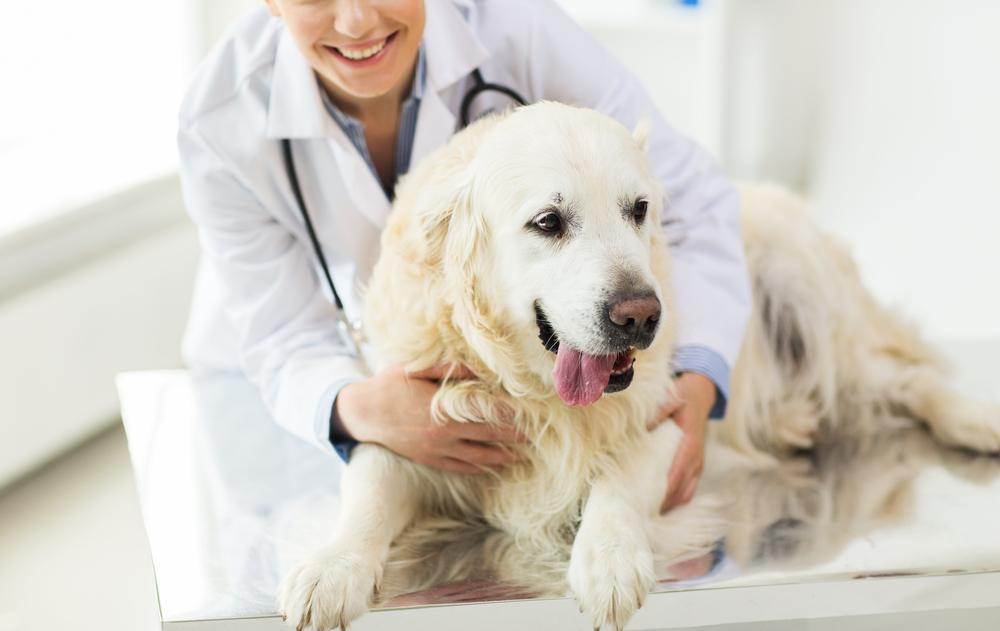 dog getting ready to be examined by a veterinarian