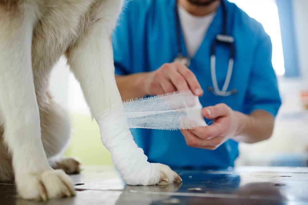 Veterinarian wrapping a bandage around a dogs leg