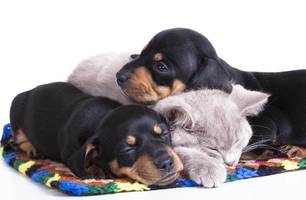 how do you treat pyoderma in puppies