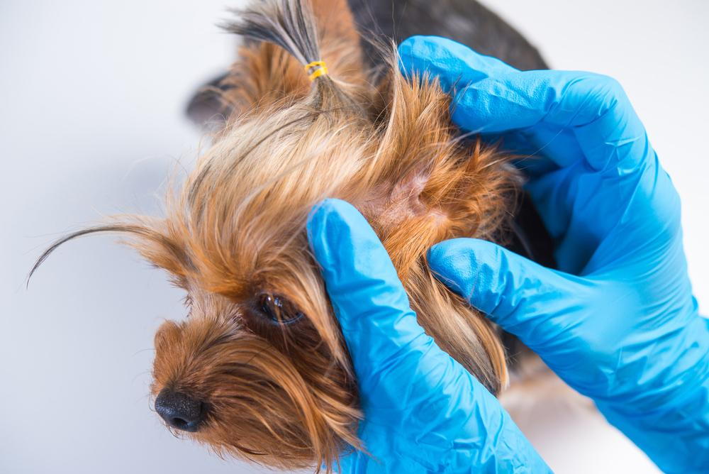 Veterinarian checking for pet ear infection