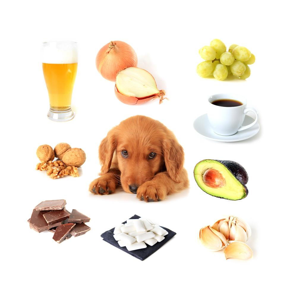 Dog surrounded by poisonous items and food