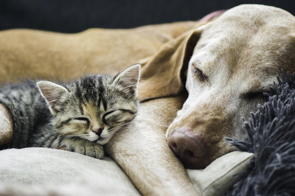 Cat and dog cuddling after their wellness exams.