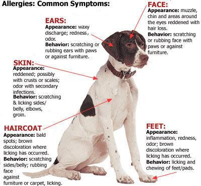 How do you know if a dog is having an allergic reaction