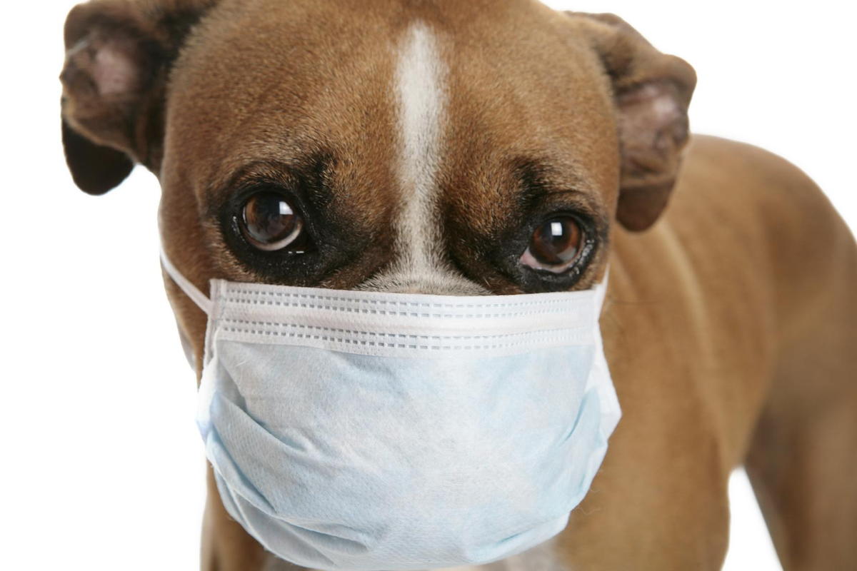 how long is a dog contagious after kennel cough