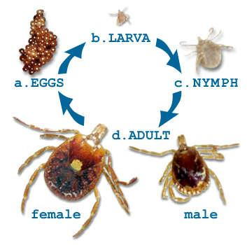 do ticks leave eggs on dogs