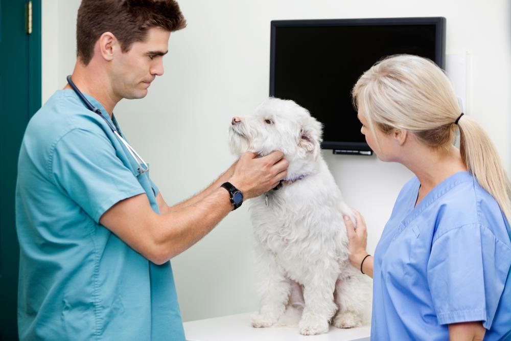 dog getting exam by vets