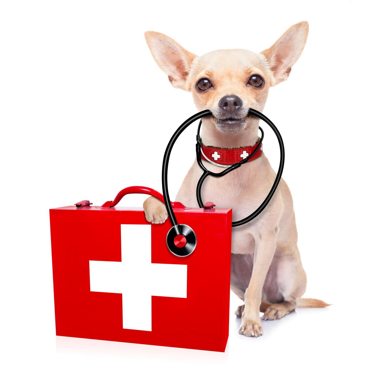 How to Determine When to Seek Emergency Care for Your Pet