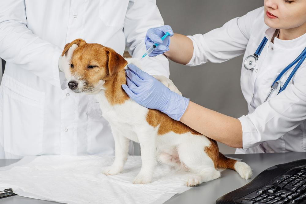 veterinarian giving a dog a immunization shot