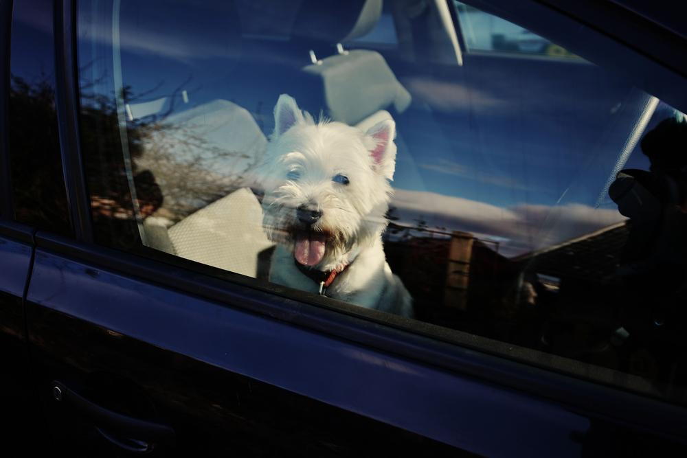 pet dog in a car