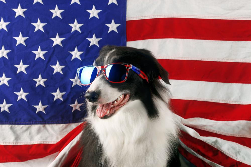 Dog celebrating 4th of July