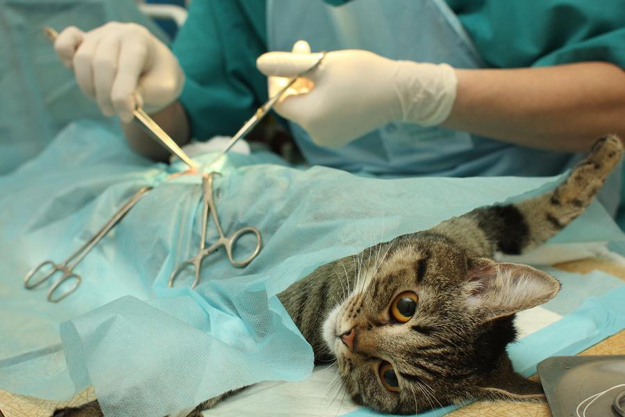 surgical cat