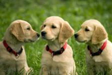 three_puppies_med_1.jpg