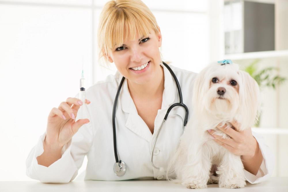 vet vaccinating a dog
