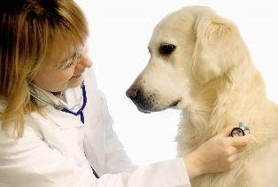 Troutdale veterinarian warns of pet poisons.jpg