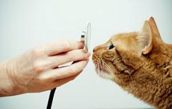 pet surgery in Troutdale.jpg