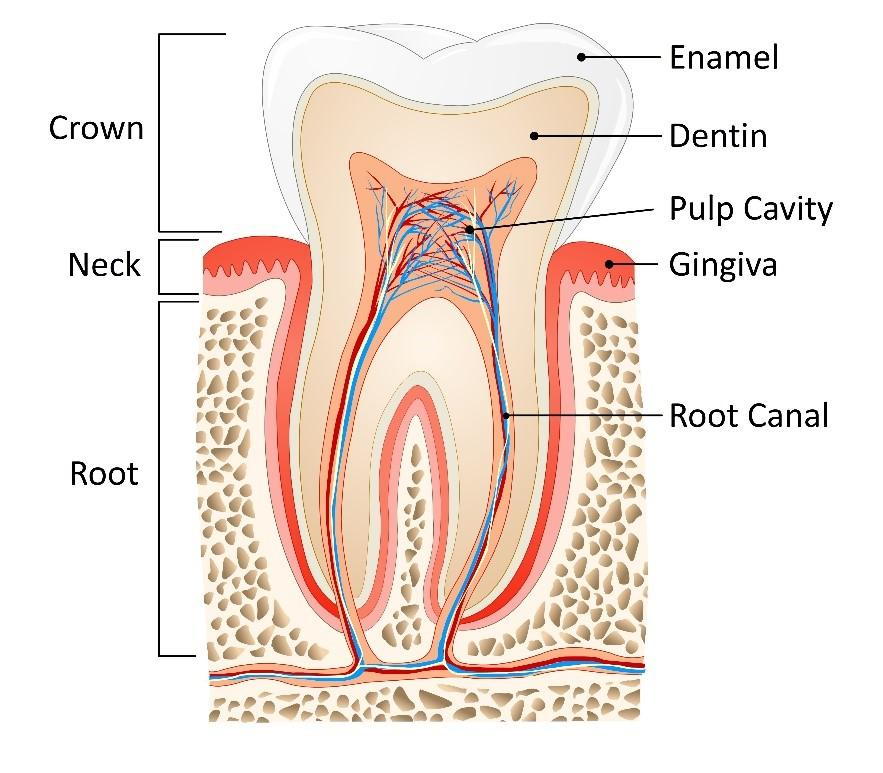 What is an Endodontist?