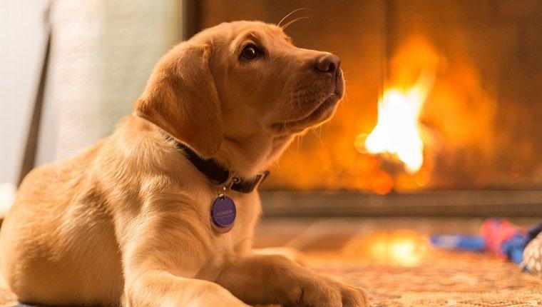 Image result for pet fire safety