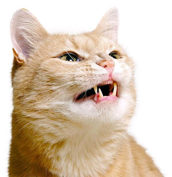 Veterinary Practice Cat Mouth Twitching 