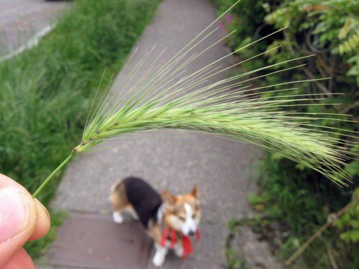 how do you keep foxtails out of dogs ears