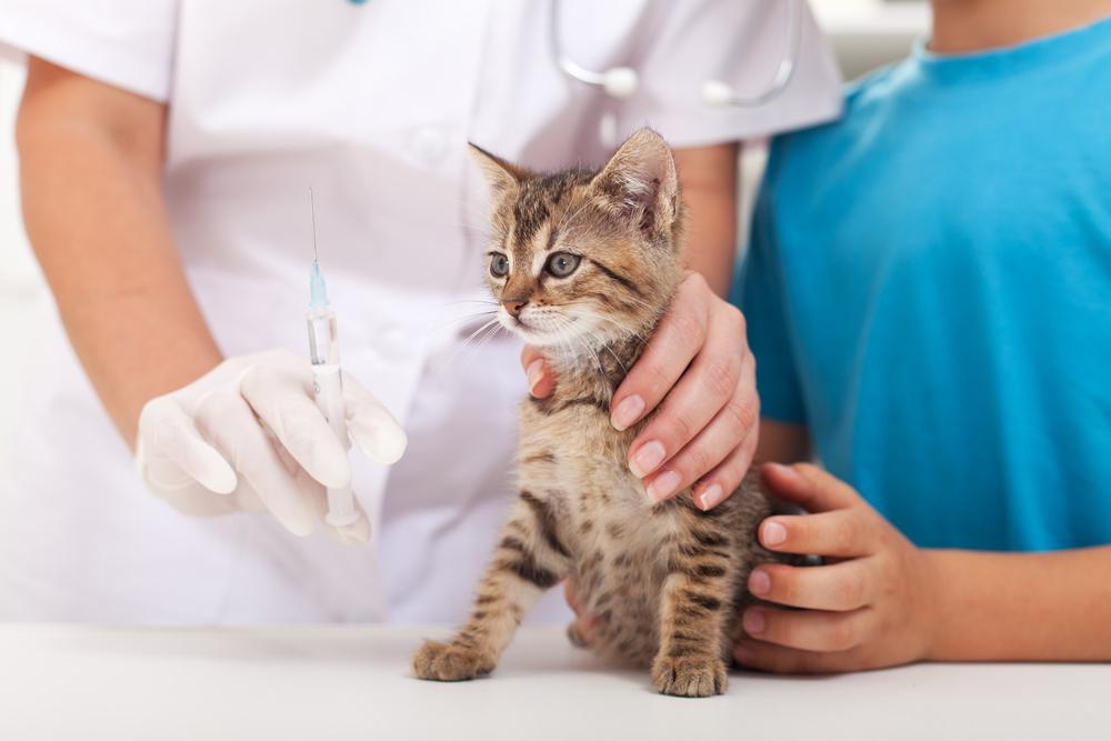 Kitten getting up to date on vaccines.
