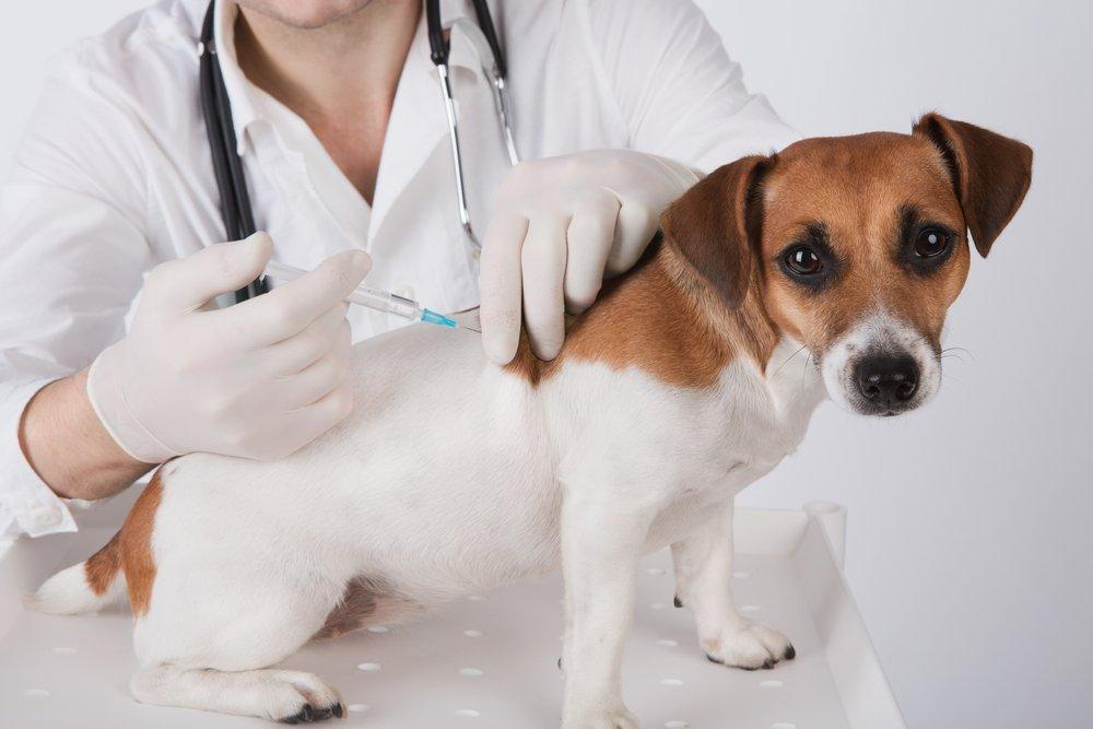 dog vaccinations from your carol stream veterinarian