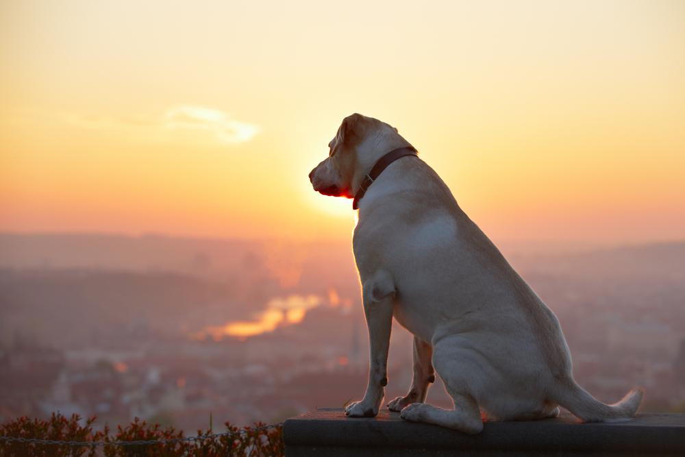 Dog watching the sunset