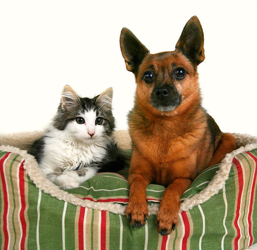 Dog and cat sharing a pet bed.