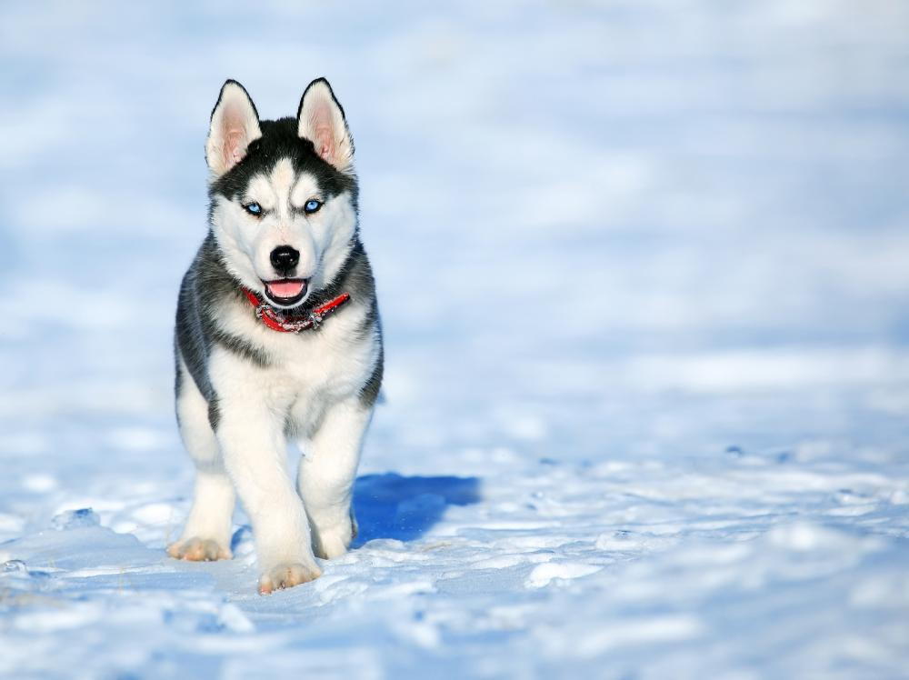 Beautiful husky puppy roaming through snow.