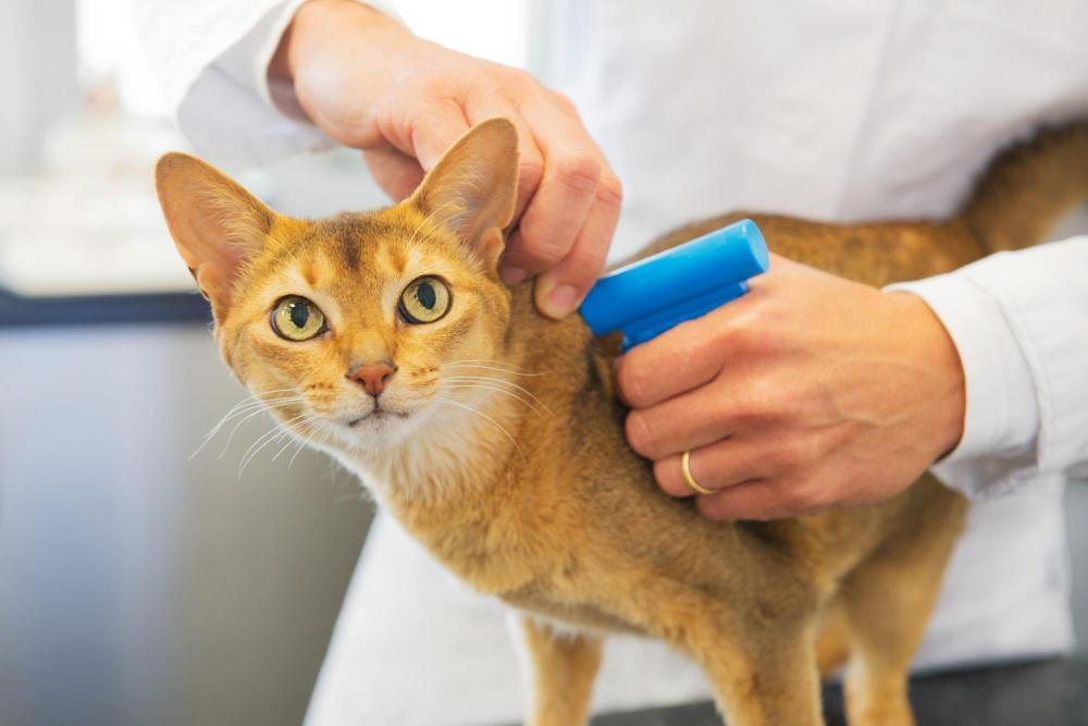 Cat getting micro chipped at Forsyth Vet.