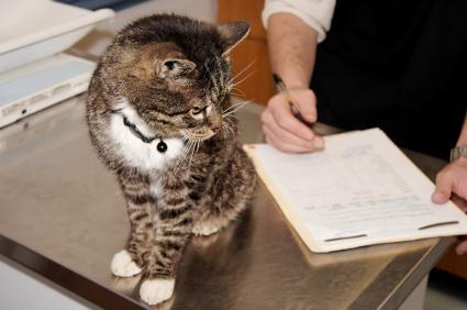 cat wellness exam