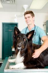 Pet wellness exam, Winston-Salem veterinarian