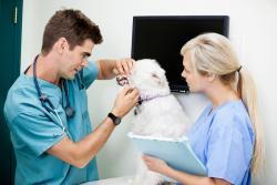 veterinarian-checking-dogs-teeth