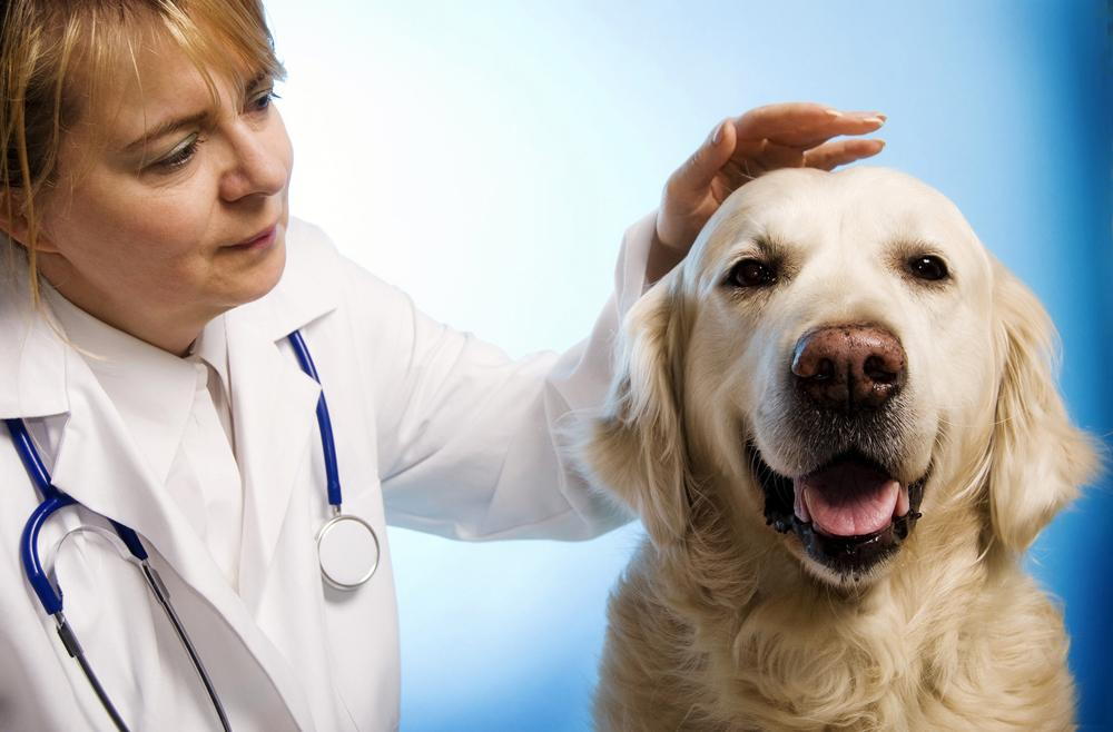Dog being seen by veterinarian
