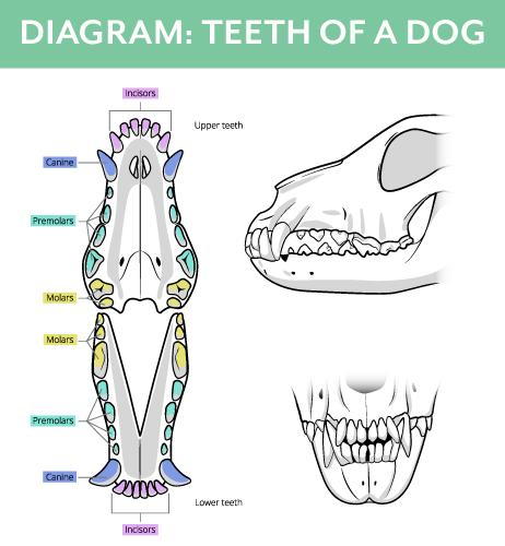 Top 10 Dental Problems in Cats and Dogs: Fractured Teeth