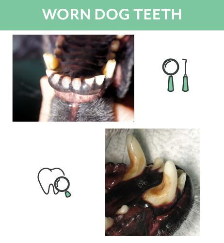 dog tennis ball teeth