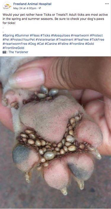 Ticks in dogs paw