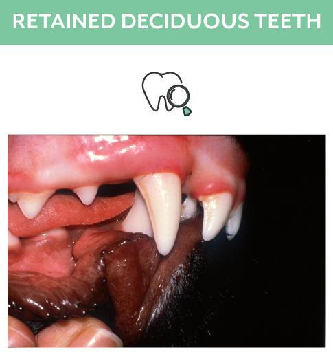 Retained Deciduous Dog Teeth