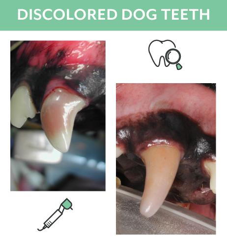 Discolored_Dog_Teeth.png