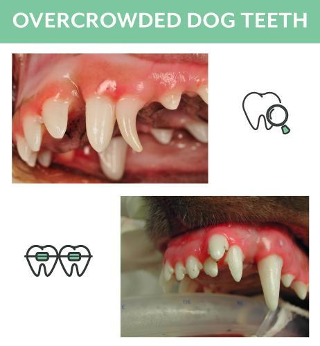 Overcrowded Dog and Cat Teeth